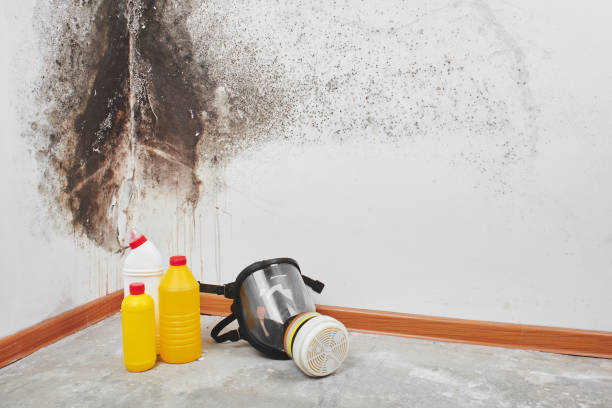 Office Mold Removal Services in Manitou Beach Devils Lake, MI