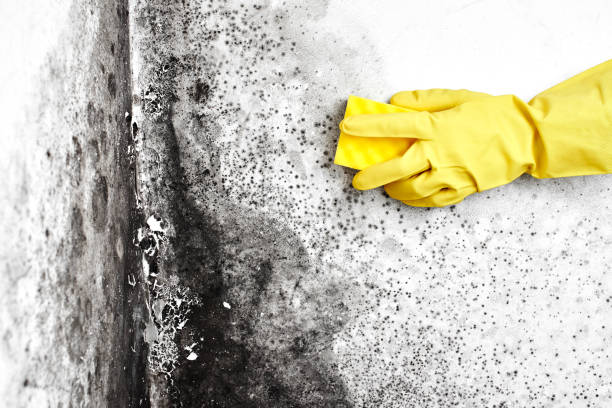 Certified Mold Removal in Manitou Beach Devils Lake, MI