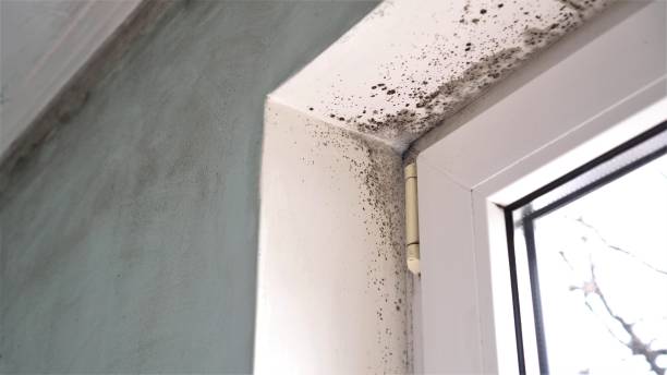 Best Commercial Mold Removal  in Manitou Beach Devils Lake, MI