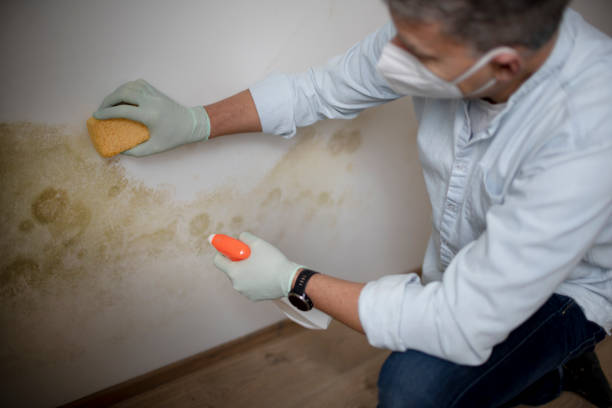 Best Mold Testing  in Manitou Beach Devils Lake, MI
