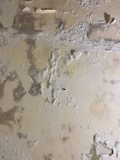 Professional Mold Removal in Manitou Beach Devils Lake, MI