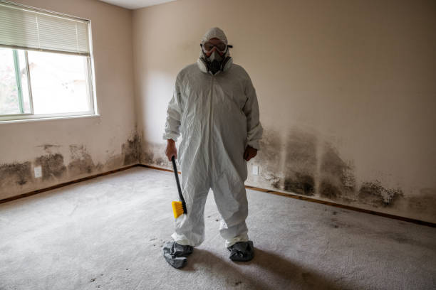 Mold Removal and Inspection in Manitou Beach Devils Lake, MI
