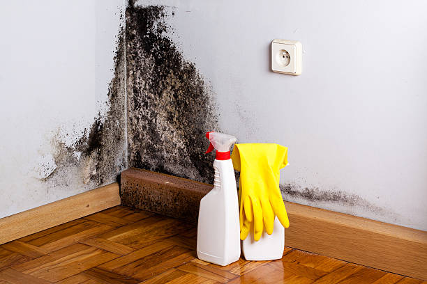 Best Mold Cleaning Services  in Manitou Beach Devils Lake, MI