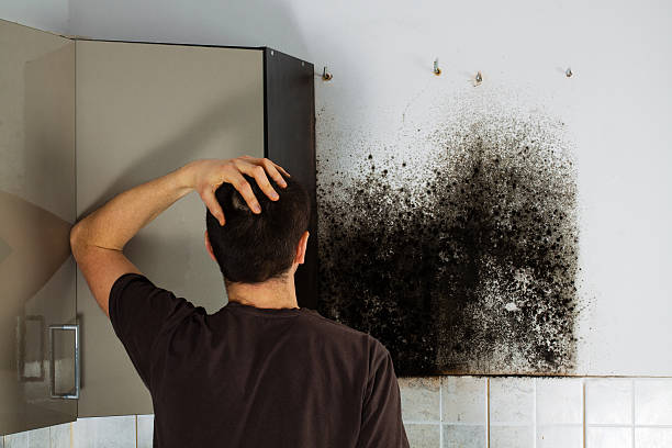 Mold Removal Process in Manitou Beach Devils Lake, MI