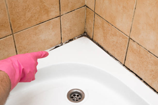 Best Professional Mold Removal  in Manitou Beach Devils Lake, MI